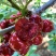 【一件可发】美早樱桃🍒精品樱桃产地直发可对接全国市场