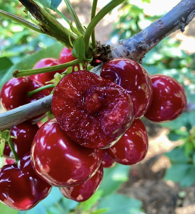 【一件可发】美早樱桃🍒精品樱桃产地直发可对接全国市场