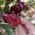 【一件可发】美早樱桃🍒精品樱桃产地直发可对接全国市场