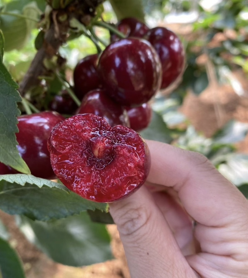 【一件可发】美早樱桃🍒精品樱桃产地直发可对接全国市场