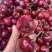 【一件可发】美早樱桃🍒精品樱桃产地直发可对接全国市场