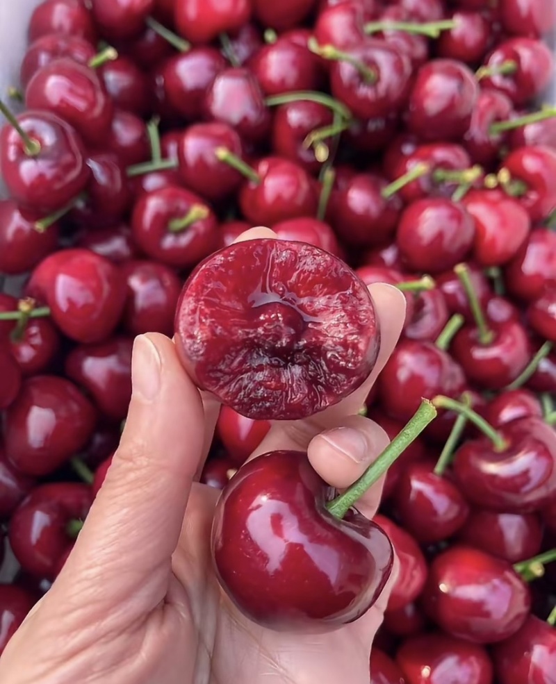 【一件可发】美早樱桃🍒精品樱桃产地直发可对接全国市场