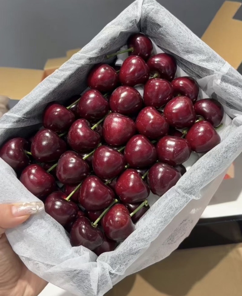 【一件可发】美早樱桃🍒精品樱桃产地直发可对接全国市场