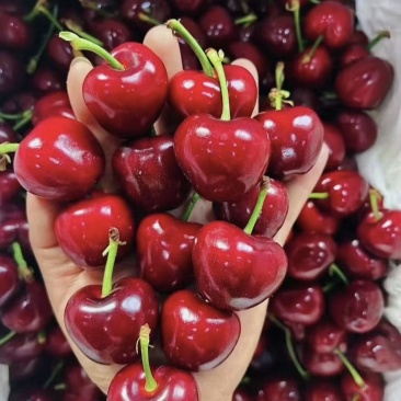 【一件可发】美早樱桃🍒精品樱桃产地直发可对接全国市场