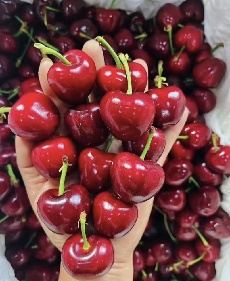 【一件可发】美早樱桃🍒精品樱桃产地直发可对接全国市场