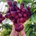 【一件可发】美早樱桃🍒精品樱桃产地直发可对接全国市场
