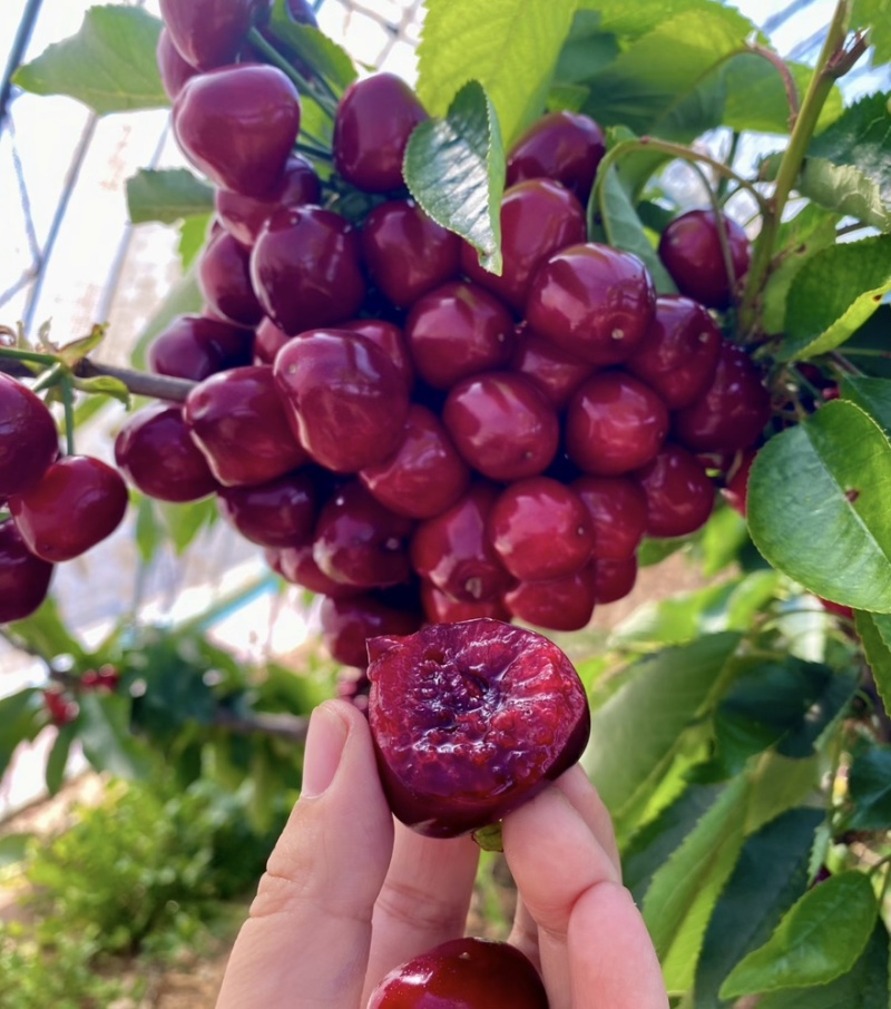 【一件可发】美早樱桃🍒精品樱桃产地直发可对接全国市场