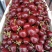 【一件可发】美早樱桃🍒精品樱桃产地直发可对接全国市场