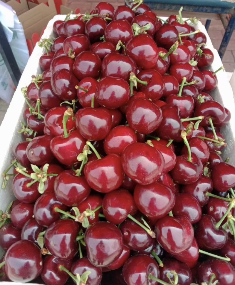 【一件可发】美早樱桃🍒精品樱桃产地直发可对接全国市场