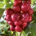 【一件可发】美早樱桃🍒精品樱桃产地直发可对接全国市场