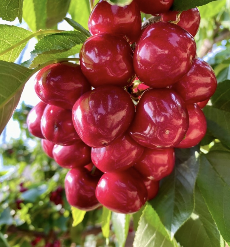 【一件可发】美早樱桃🍒精品樱桃产地直发可对接全国市场