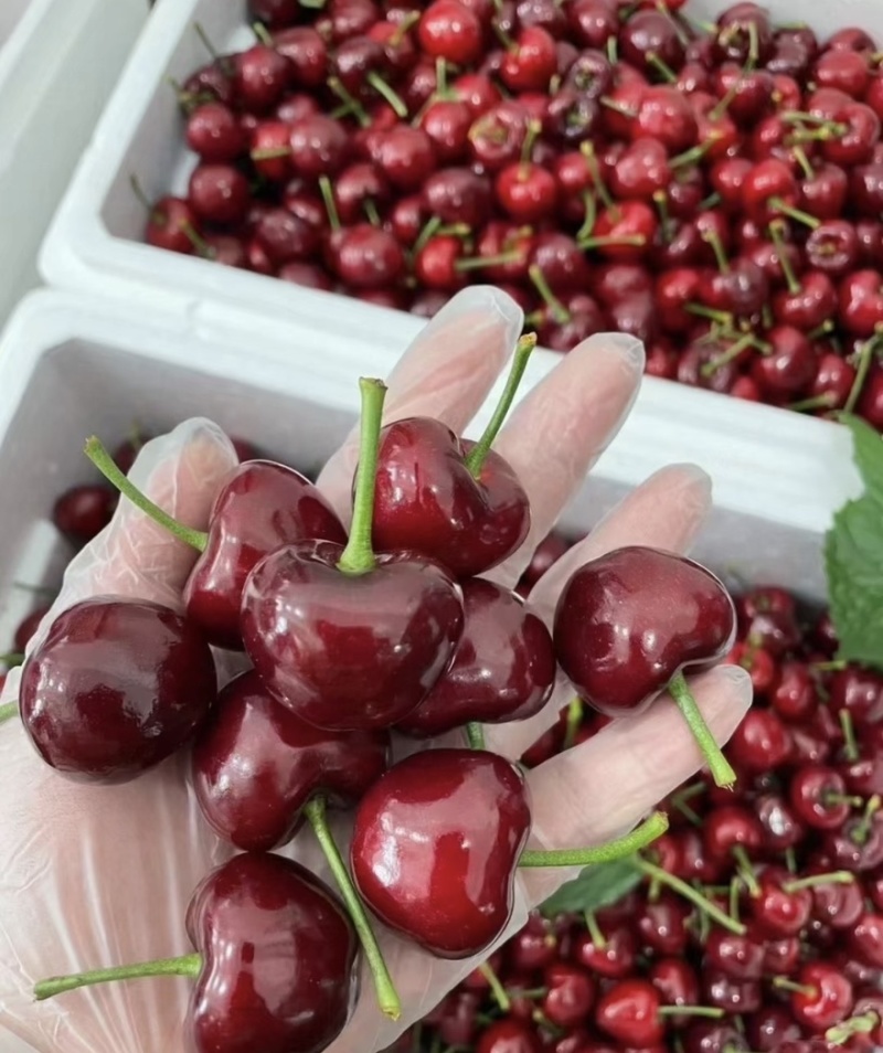 【一件可发】美早樱桃🍒精品樱桃产地直发可对接全国市场