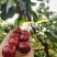 【一件可发】美早樱桃🍒精品樱桃产地直发可对接全国市场