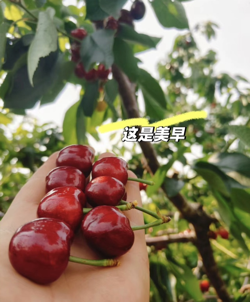 【一件可发】美早樱桃🍒精品樱桃产地直发可对接全国市场