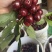 【一件可发】美早樱桃🍒精品樱桃产地直发可对接全国市场