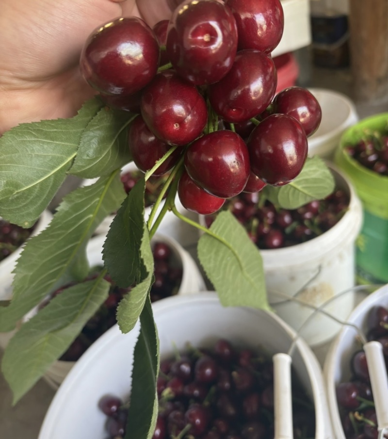 【一件可发】美早樱桃🍒精品樱桃产地直发可对接全国市场