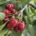 【一件可发】美早樱桃🍒精品樱桃产地直发可对接全国市场
