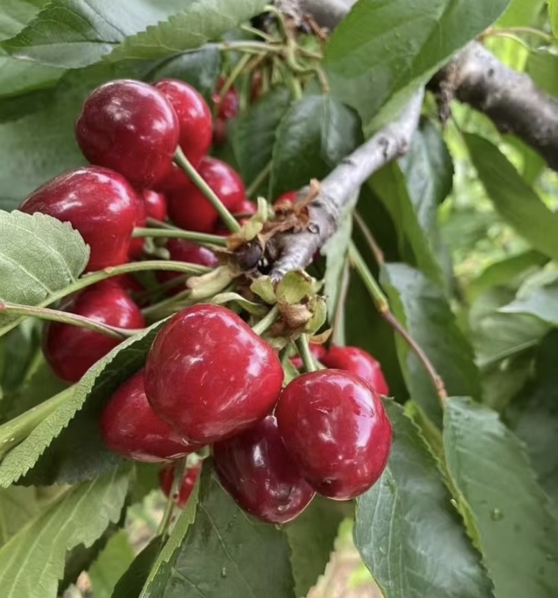 【一件可发】美早樱桃🍒精品樱桃产地直发可对接全国市场