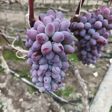 茉莉香大量上市