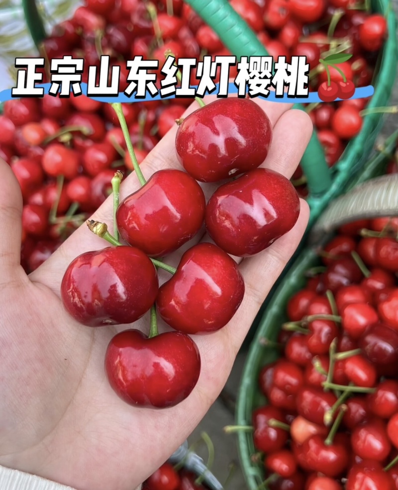 樱桃精品樱桃产地直发品质保障量大从优可视频