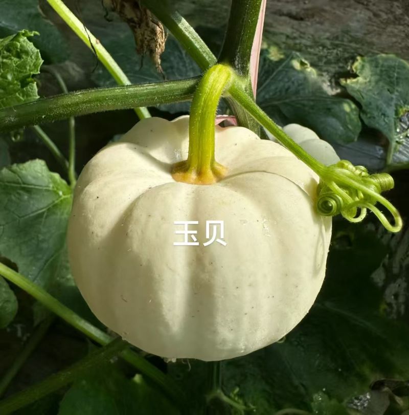 寿光贝贝南瓜大量有货，金贝，银贝都有也可视频看货欢迎咨询