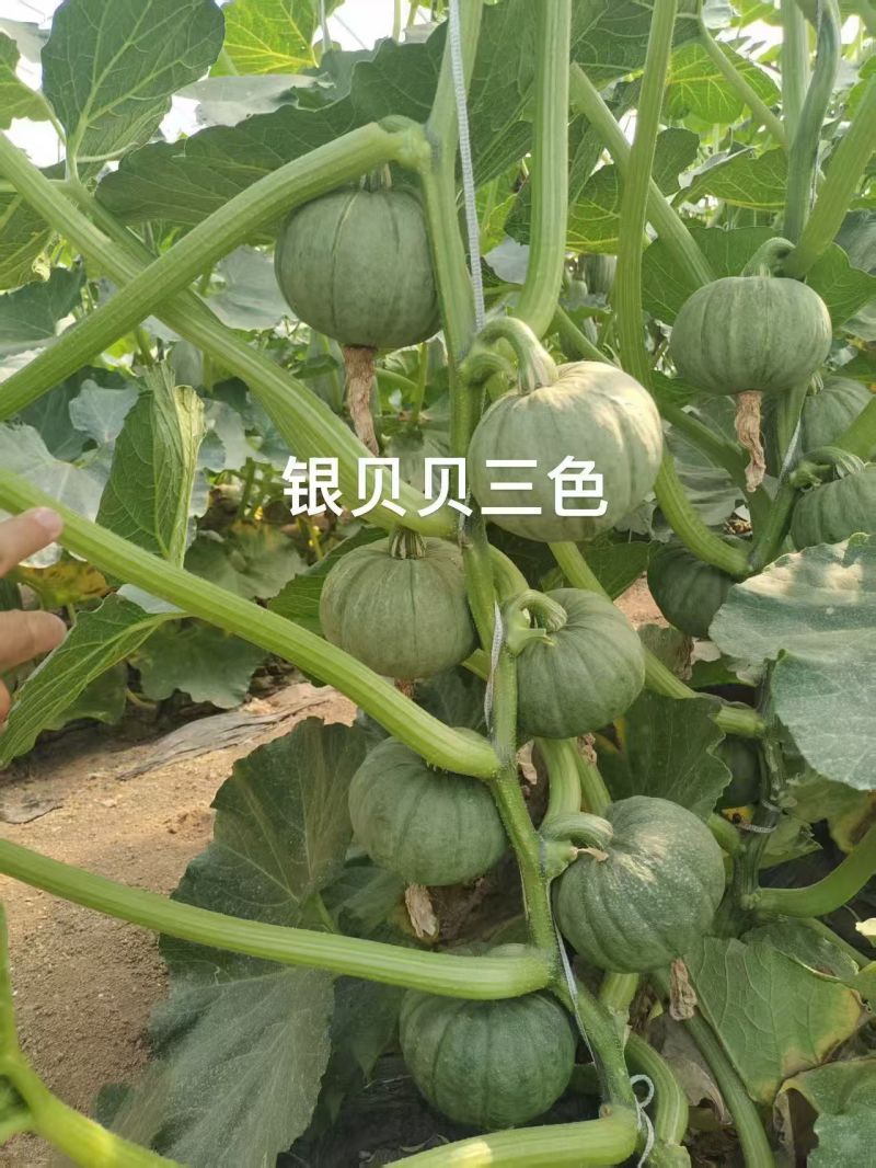 寿光贝贝南瓜大量有货，金贝，银贝都有也可视频看货欢迎咨询