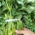 安徽滁州红薯苗303红薯苗脱毒红薯苗大量供应量大，可议价