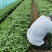 安徽滁州红薯苗303红薯苗脱毒红薯苗大量供应量大，可议价