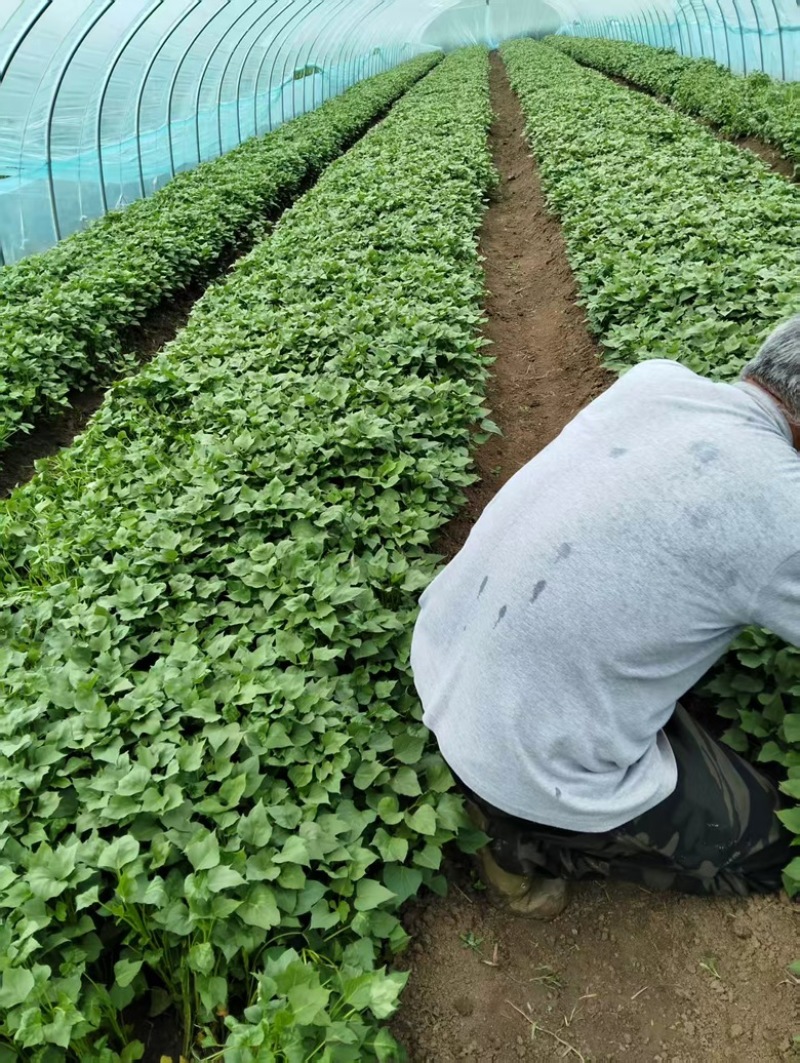 安徽滁州红薯苗303红薯苗脱毒红薯苗大量供应量大，可议价
