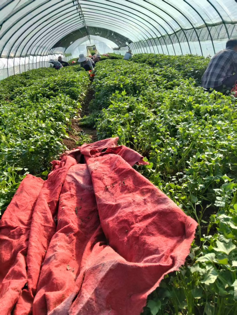 安徽滁州红薯苗303红薯苗脱毒红薯苗大量供应量大，可议价