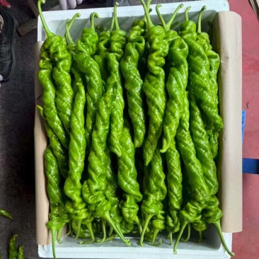 【精品辣椒】螺丝椒，视频看货-对接超市，市场批发，龙椒。