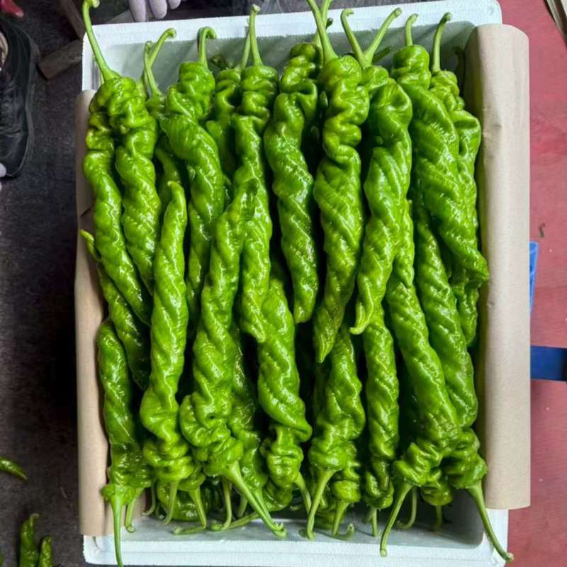 【精品辣椒】螺丝椒，视频看货-对接超市，市场批发，龙椒。