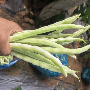 产地直发白芸豆