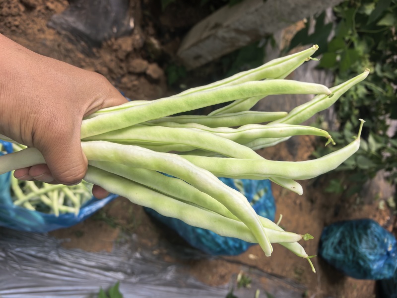 产地直发白芸豆