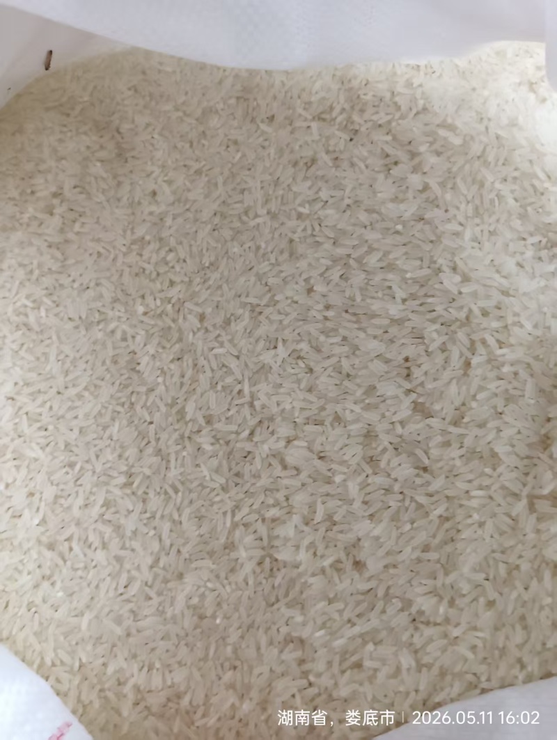 香米/猫牙香米/湖南娄底厂家直销/大量有货/对接全国采购