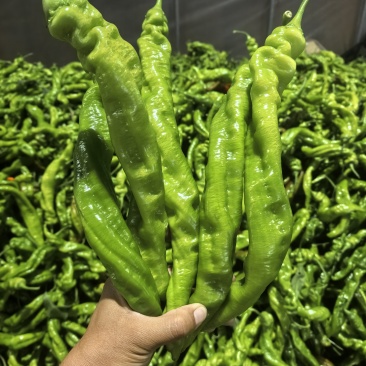 产地直发螺丝椒