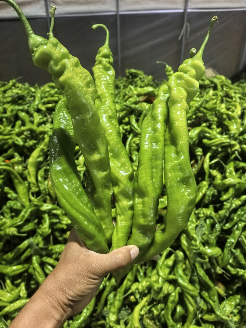 产地直发螺丝椒