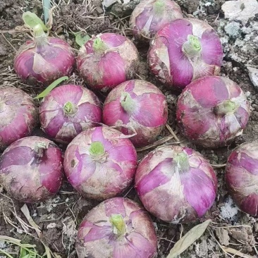 8512紫皮洋葱扁葱80起步200亩基地