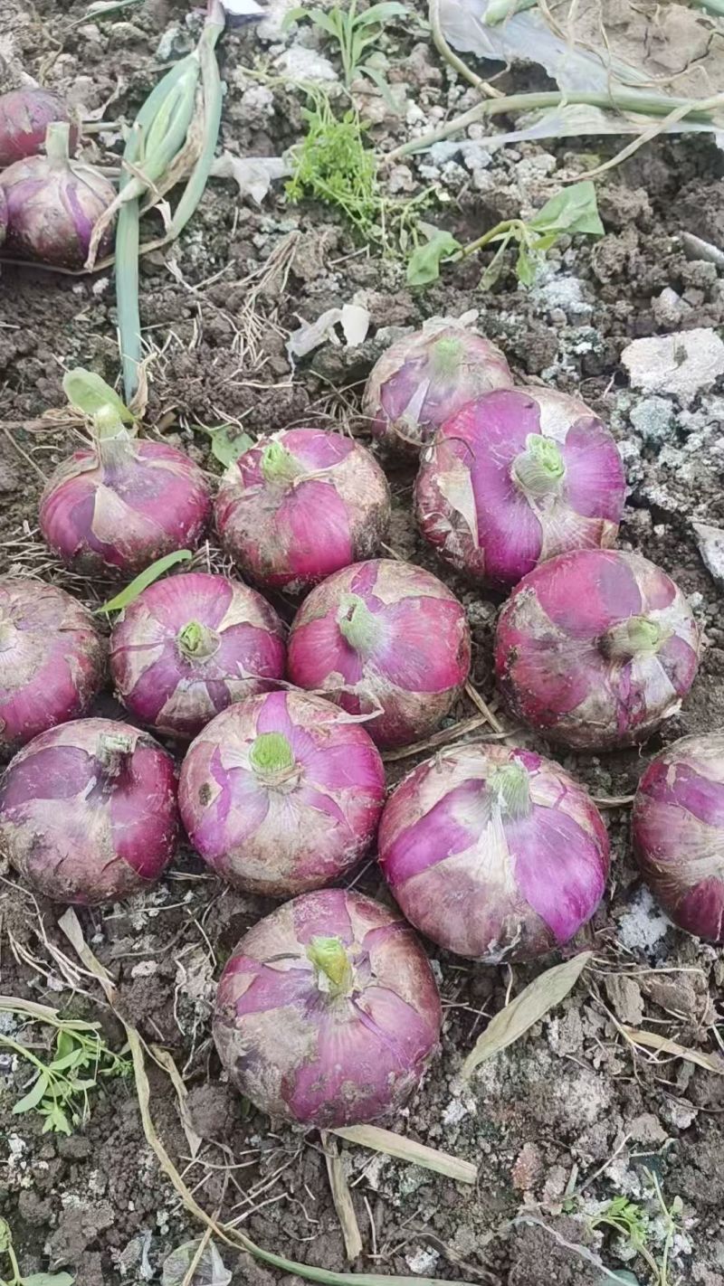 8512紫皮洋葱扁葱80起步200亩基地