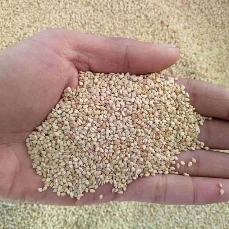 国产优质白芝麻除杂筛选优质