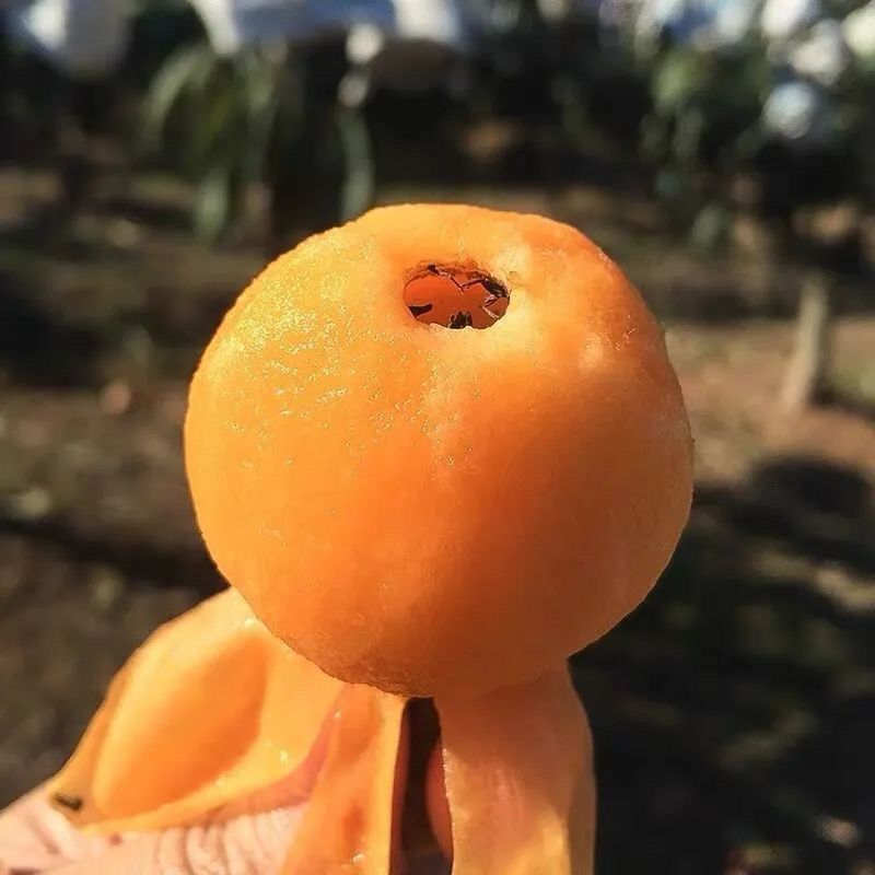 农家精品枇杷精选特大果当季新鲜水果整箱供货