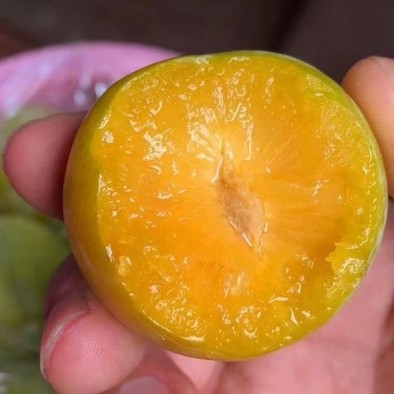 六马蜂糖李，李子，正宗，纯甜，对接全部渠道.质量保证