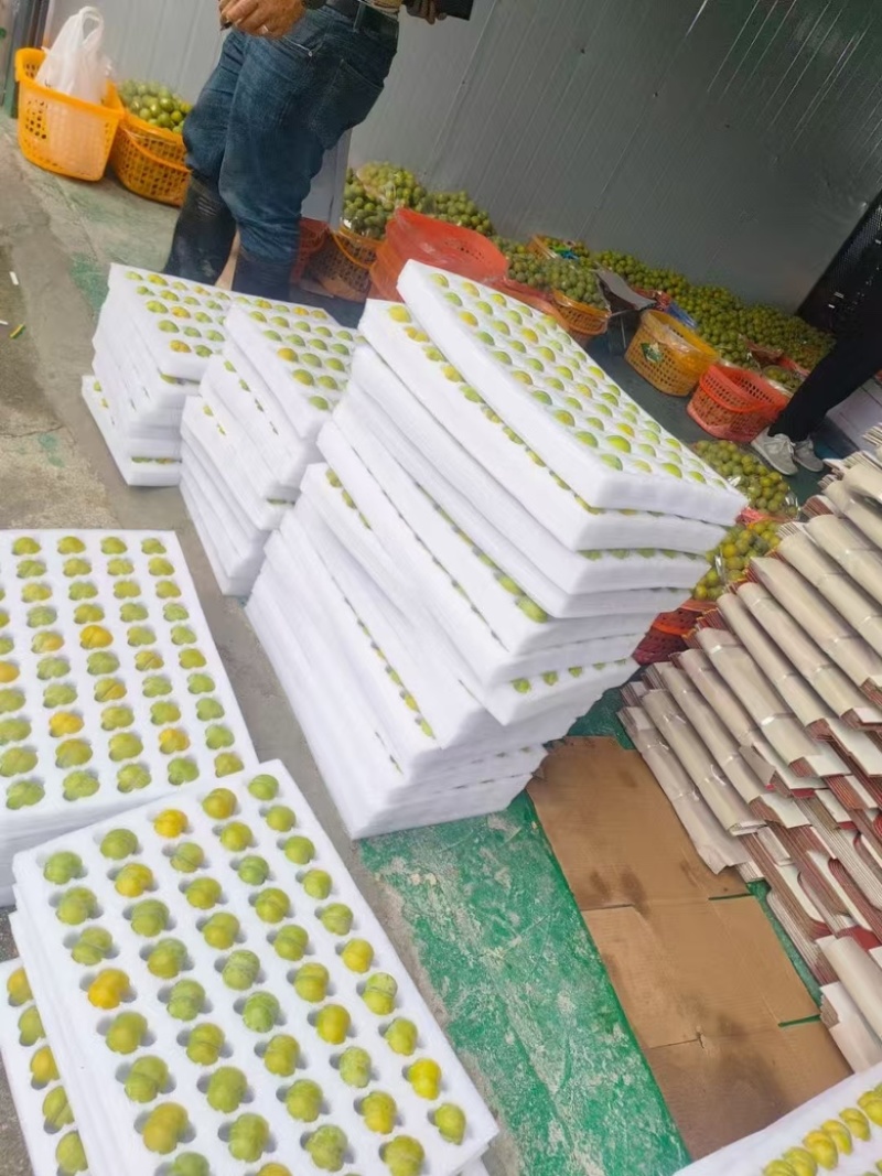 六马蜂糖李，李子，正宗，纯甜，对接全部渠道.质量保证