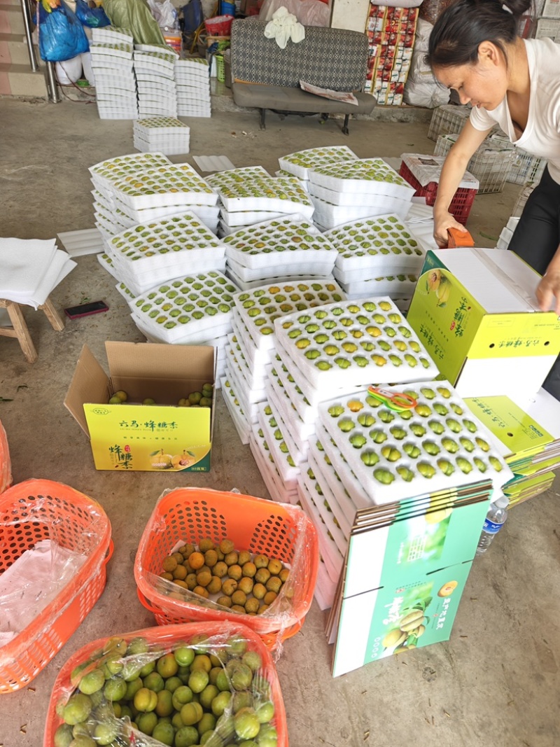 六马蜂糖李，李子，正宗，纯甜，对接全部渠道.质量保证