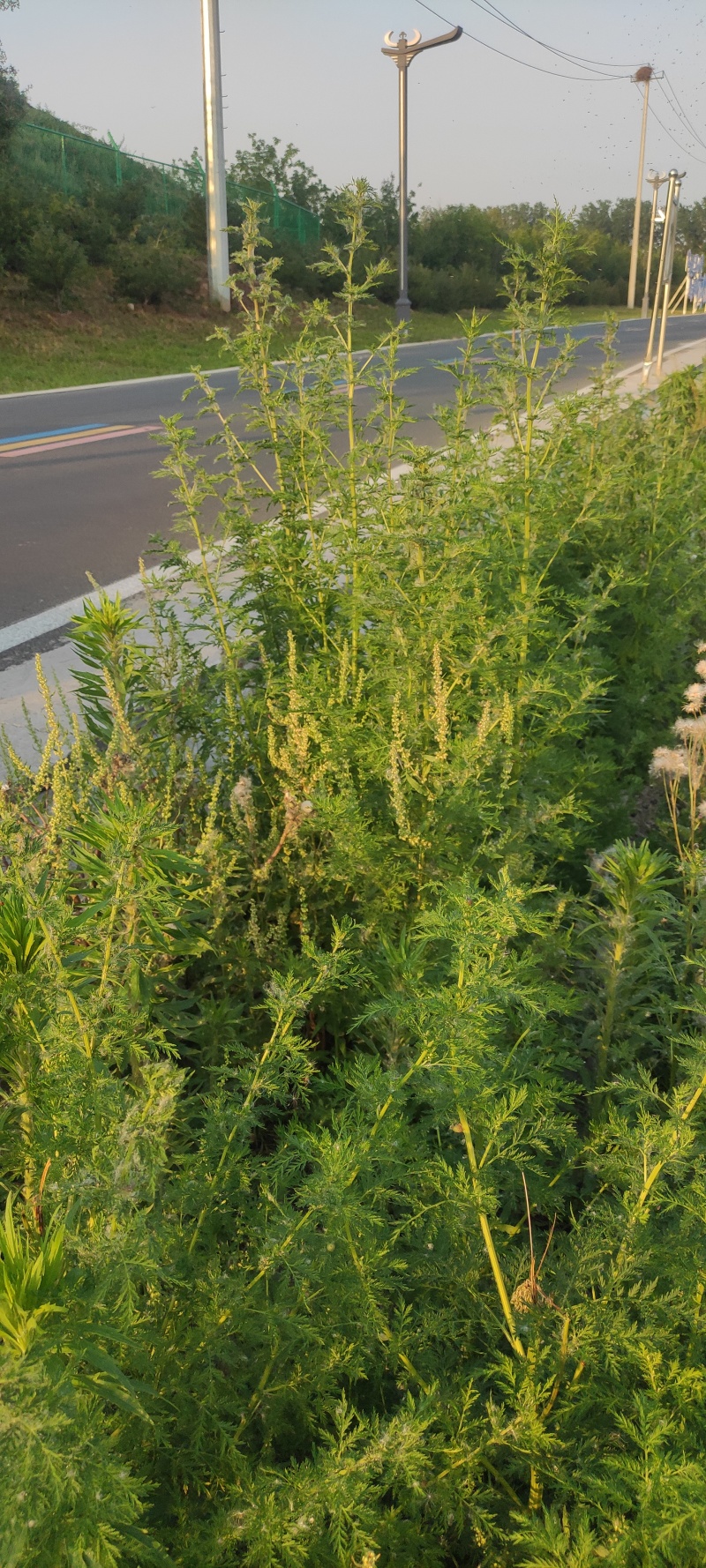 青蒿产地直供全国发货欢迎采购量大从优支持视频看货