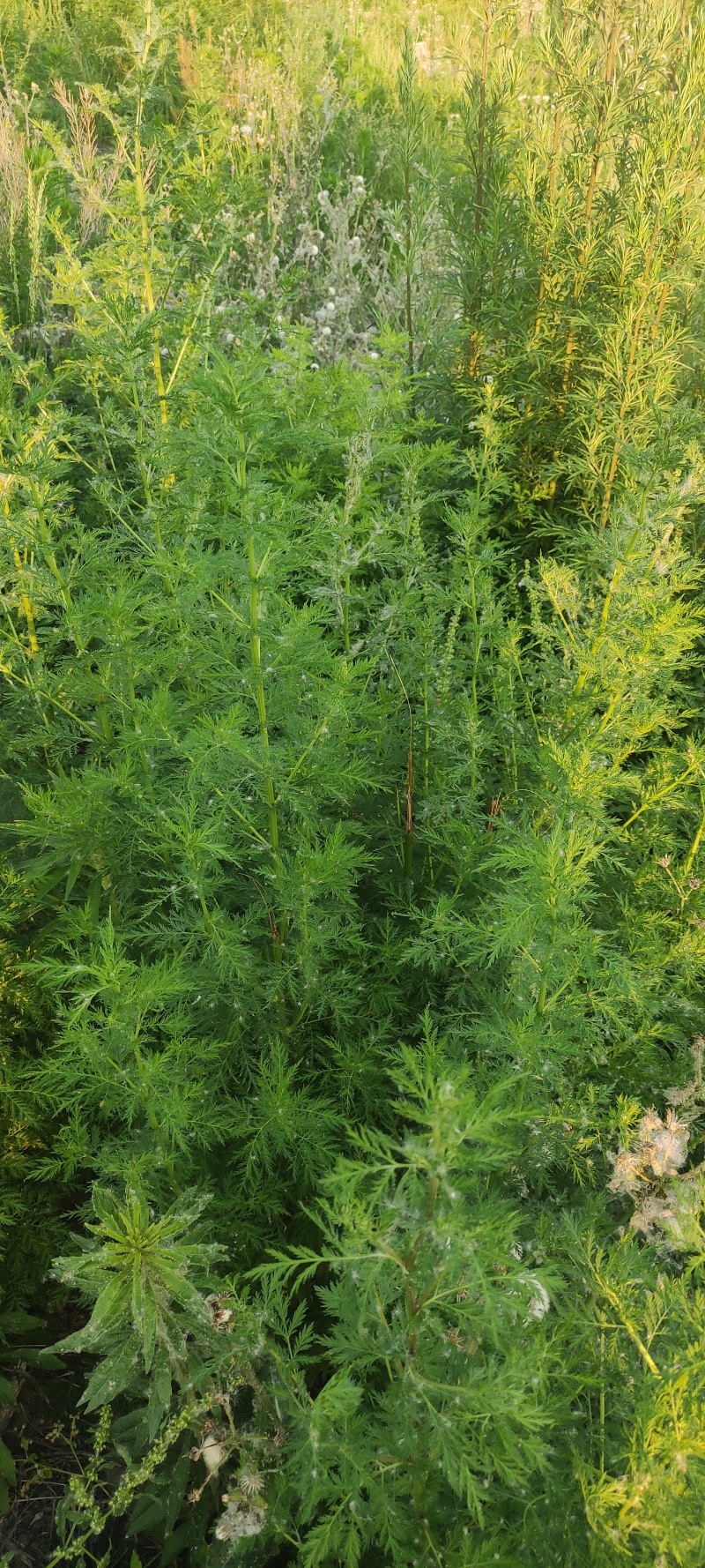 青蒿产地直供全国发货欢迎采购量大从优支持视频看货