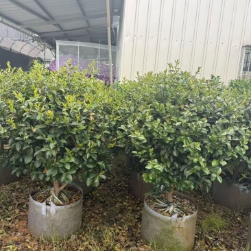 茶梅50-150