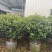 茶梅50-150