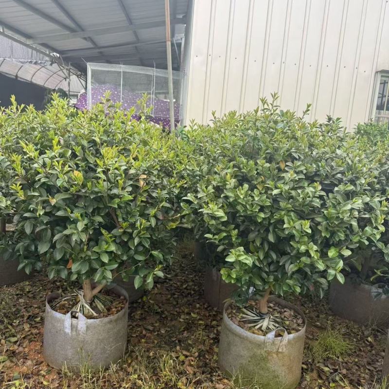 茶梅50-150