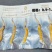 2026西藏那曲高海拔虫草已采挖上市，原产地现挖直卖